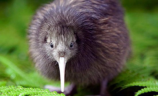 5AA Australia: Is The Kiwi Really An Aussie Import? « The Daily Blog