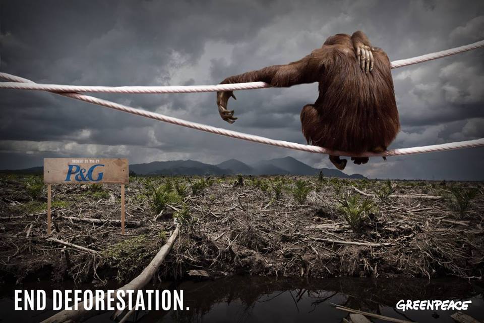 What can i write about deforestation and greenpeace 