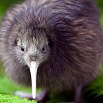 Kiwi-Bird