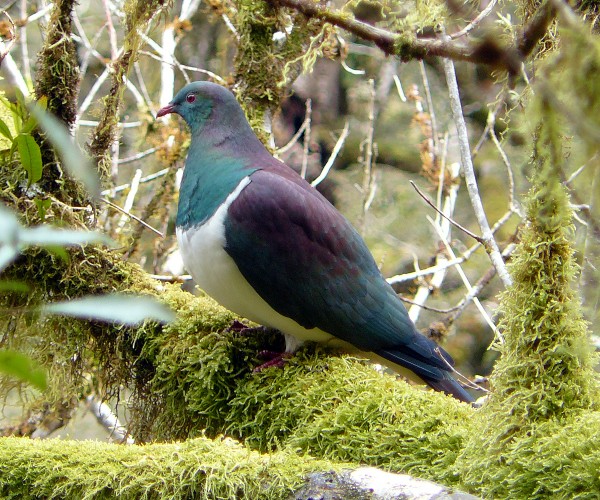 58_Wood_pigeon