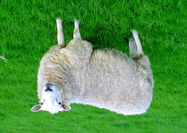 Lleyn_sheep