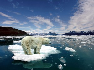 csm_melting-ice-polar-bear-on-2063111_16391916d7