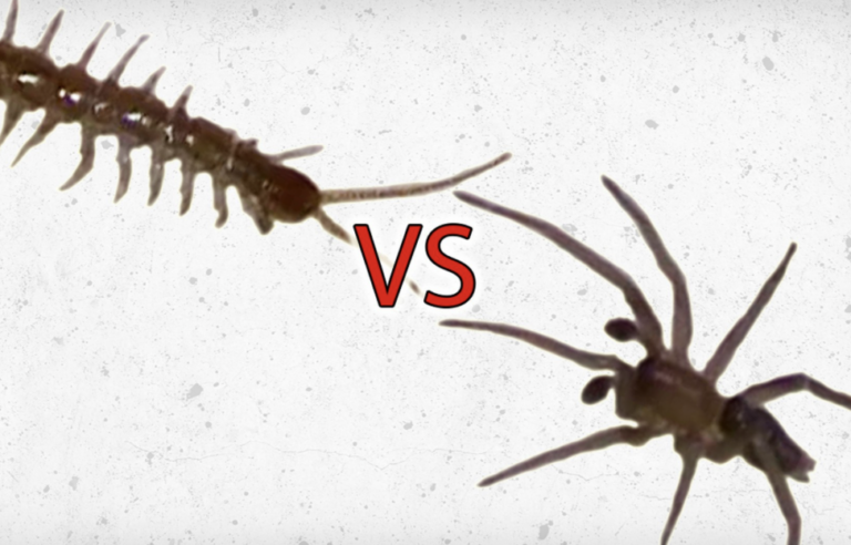 Political Caption Competition